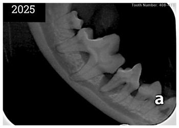 x-rays of teeth exhibiting severe periodontal disease in 6 year old Pomeranian