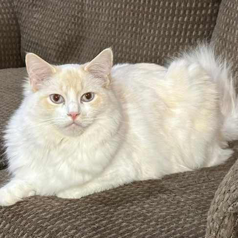 happy cat after caudal mouth extractions and periovive treatment