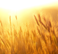 Sunrise over the Wheat Field_edited.jpg
