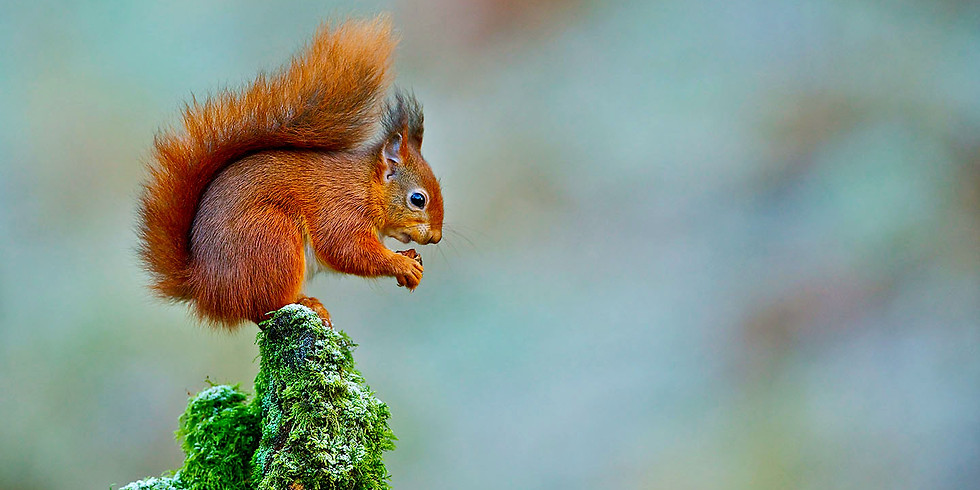 FULL Red Squirrel Paradise Island - A relaxing day out in nature - NO HIKE