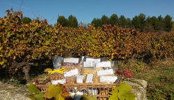 noisettes panier  vigne face banner