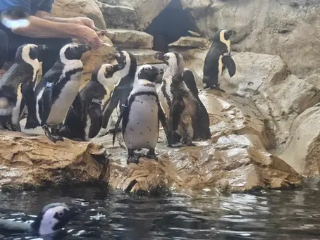Audubon Aquarium and Insectarium