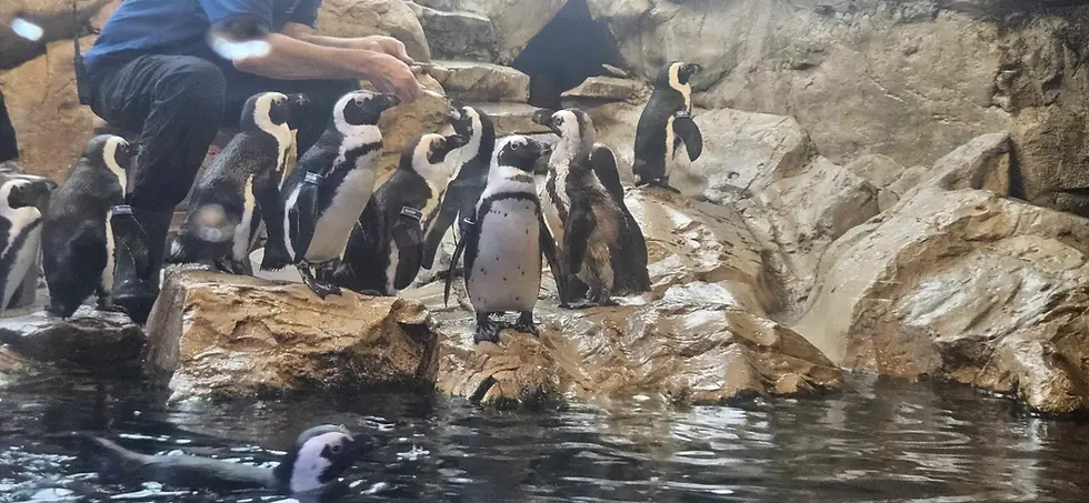 Audubon Aquarium and Insectarium