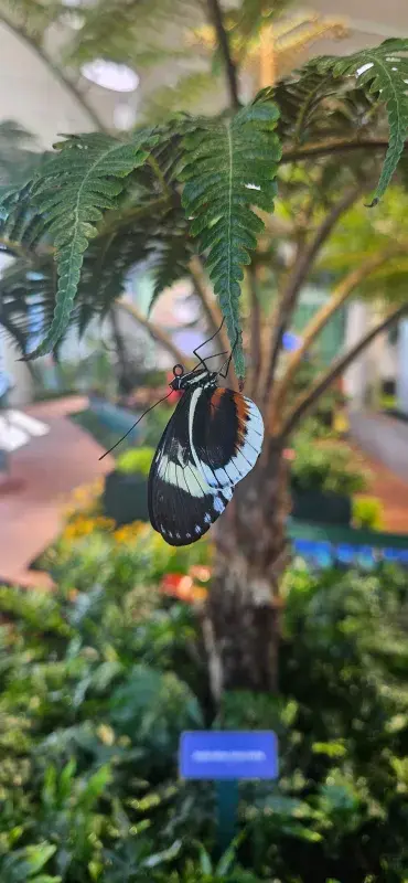 A butterfly in the sanctuary. Note how the surrounding nature looks as well.