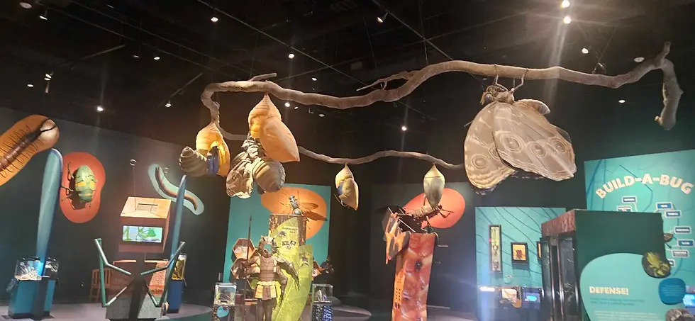 The (maybe too) spacious interior of the insectarium, with the educational value around you!
