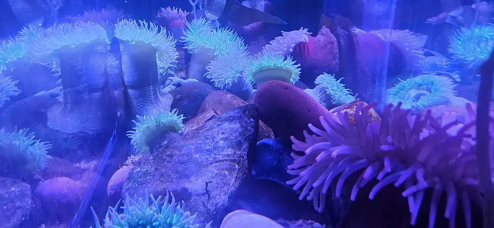 We have many images of the aquarium, but this one with its lighting stood out the most. It's beautiful and atmospheric!