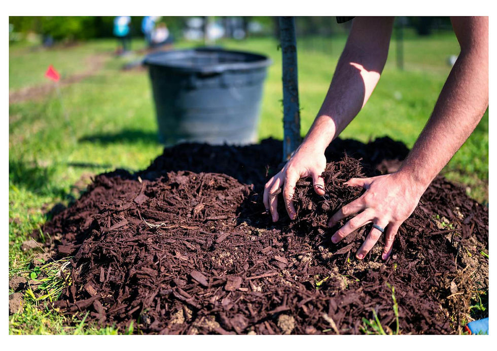 Paillage autour d’un jeune arbre planté en automne pour protéger les racines du gel, conserver l’humidité et améliorer la santé du sol