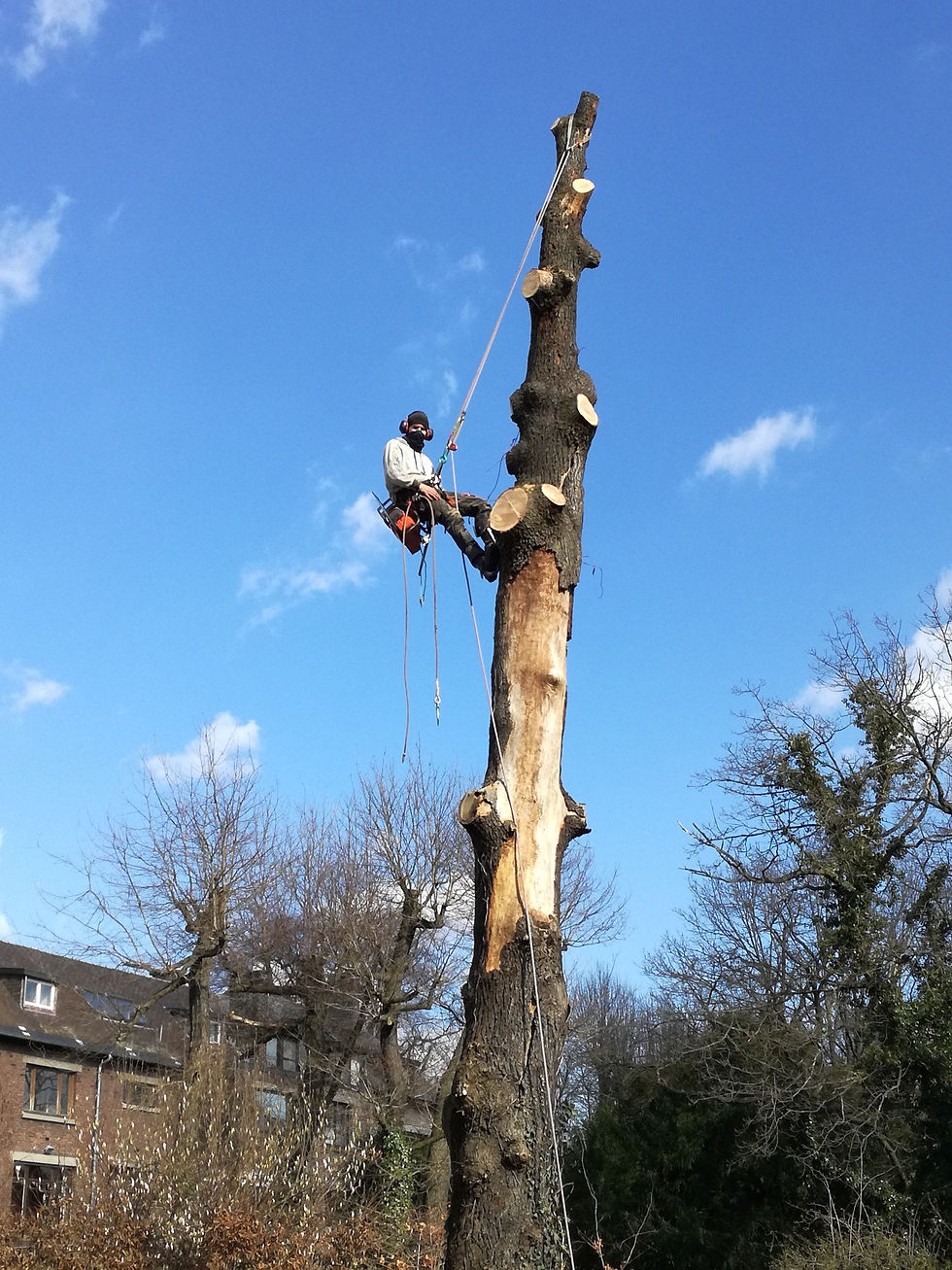 Arbori-care à la cordre