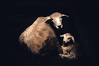 Corriedale Madre