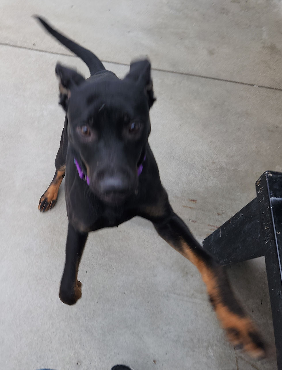 Adopt Marion County Humane adopt-marion-county-humane