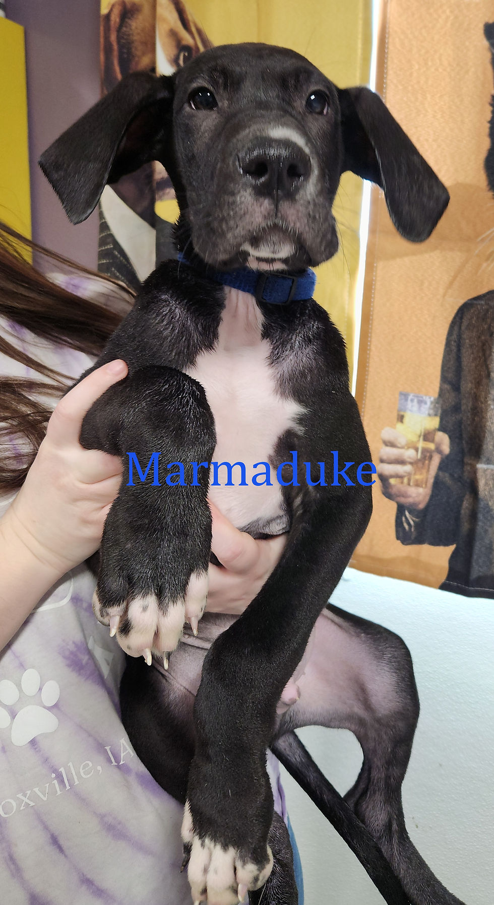 Adopt Marion County Humane adopt-marion-county-humane