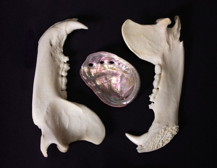 Bones and shell still life