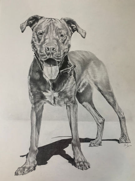 Dog Sketch
