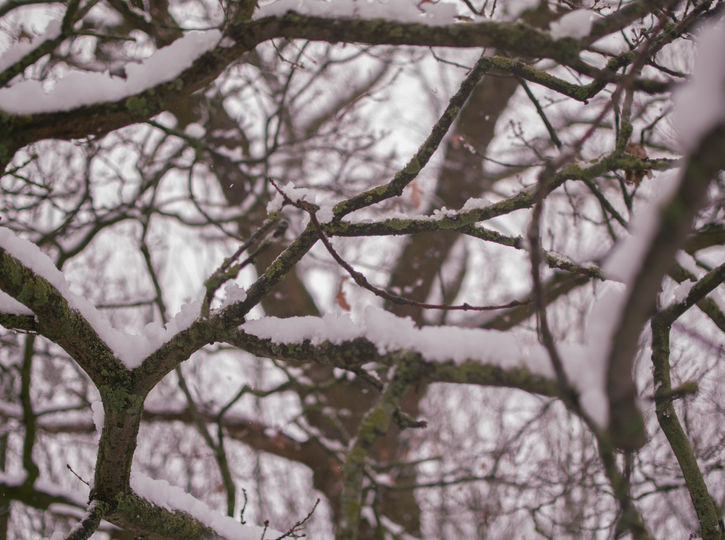 SnowInEnds-2803.jpg
