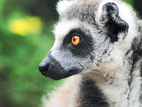 Lemur