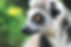 Lemur