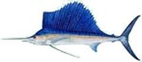 sailfish.jpeg
