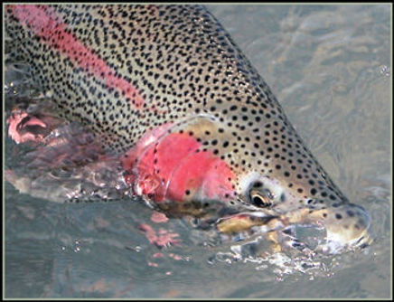 Alaska_Fly_Fishing.jpeg