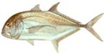 trevally.jpeg
