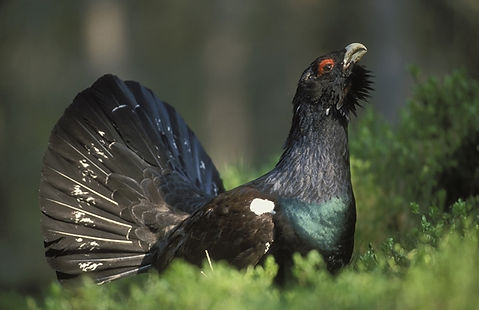 capercaillie.jpeg