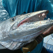 Barracuda-head.jpeg