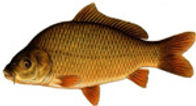 carp.jpeg