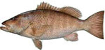 snapper.jpeg