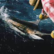 CapeVerd_fishing_5.jpeg