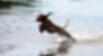 The Naughty Dog Company