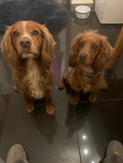 The Naughty Dog Company