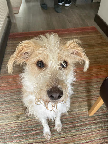 Days Dog Walking St Neots