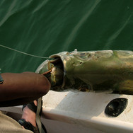 Gambia_Mokki_-013.jpeg