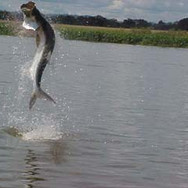 jumping-tarpon.jpeg