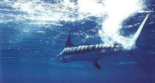 white-marlin.jpeg