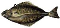 Halibut.jpeg