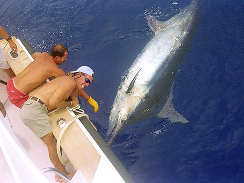 1000lb-marlin.jpeg