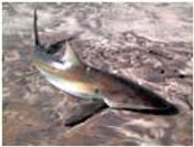 Namibia_shark_fish2.jpeg
