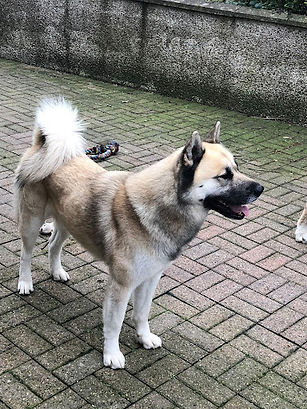 Yogi | Second Chance Akita Rescue