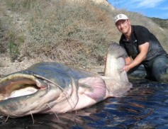 ulli_rio_ebro_catfish_waller_wels_silure