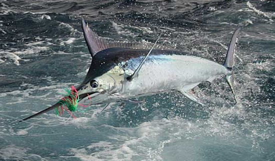 Marlin.jpeg