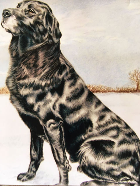 Melanie Singlehurst Pet Portraits