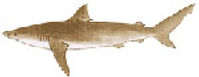 shark.jpeg