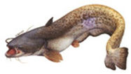 catfish.jpeg