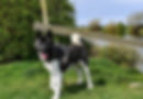 Second Chance Akita Rescue