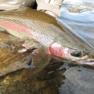 g7fishpix-097-300x225.jpeg