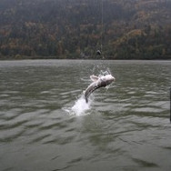 IMG_7702_1-300x200.jpeg