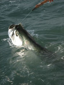 Florida fishing holidays