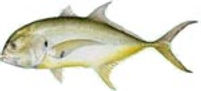 Jack_crevalle.jpeg