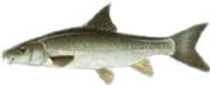 barbel.jpeg