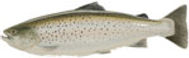 seatrout1.jpeg